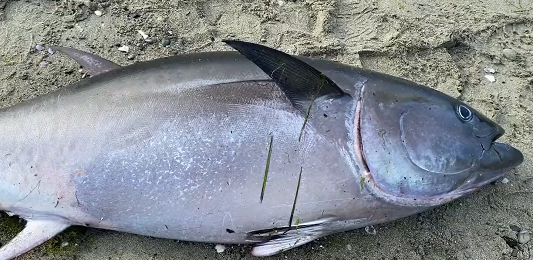 Mystery of 200-pound bluefin tuna washed up on Orcas Island Mystery of 200-pound bluefin tuna washed up on Orcas Island