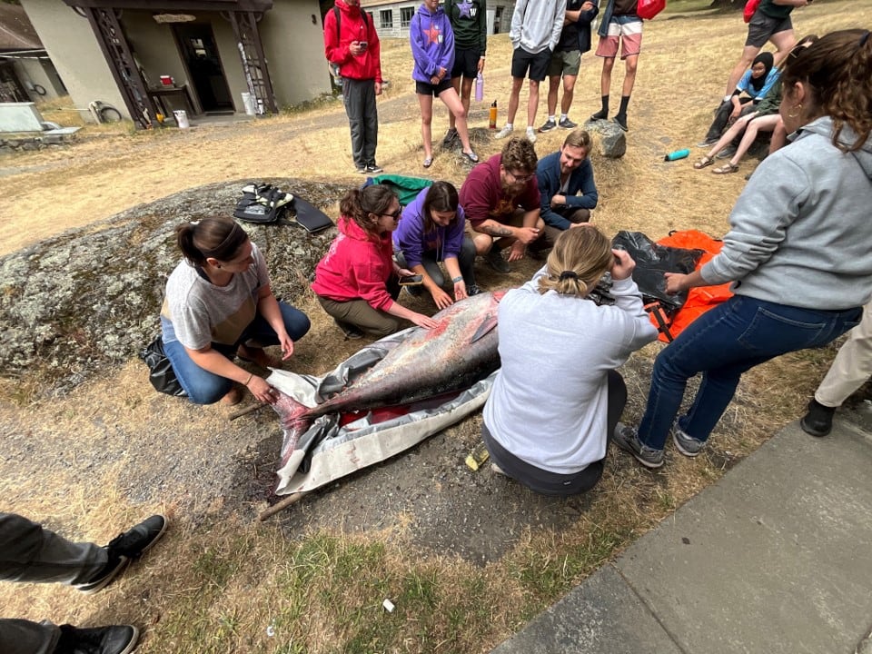 Bluefin Tuna washes up on Orcas Island