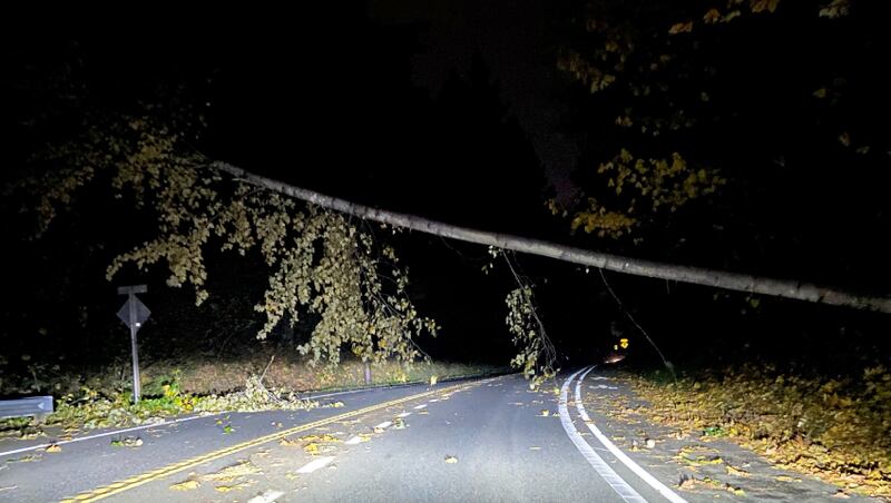 Viewer George Dremousis said this tree fell about 20 feet in front of his car.