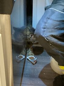 Bothell Kitten stuck behind cabinet