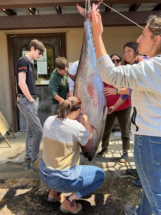 Bluefin Tuna washes up on Orcas Island