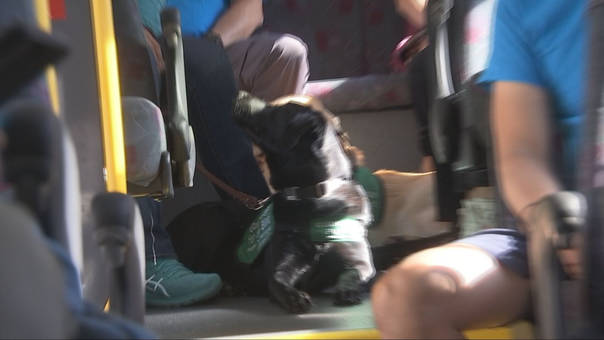 Guide-puppies training on King County Metro