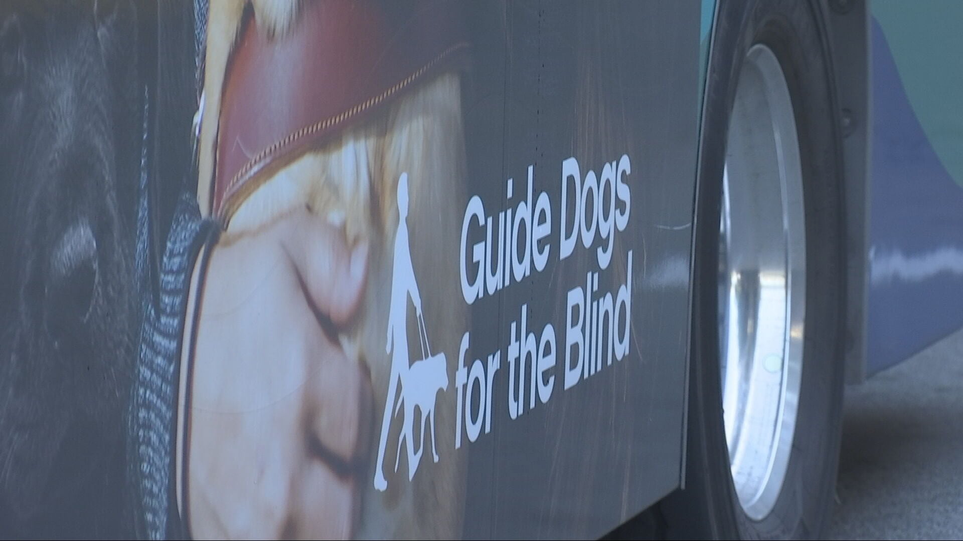 Guide-puppies training on King County Metro