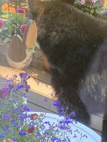 A bear spotted in a Kirkland resident's backyard.