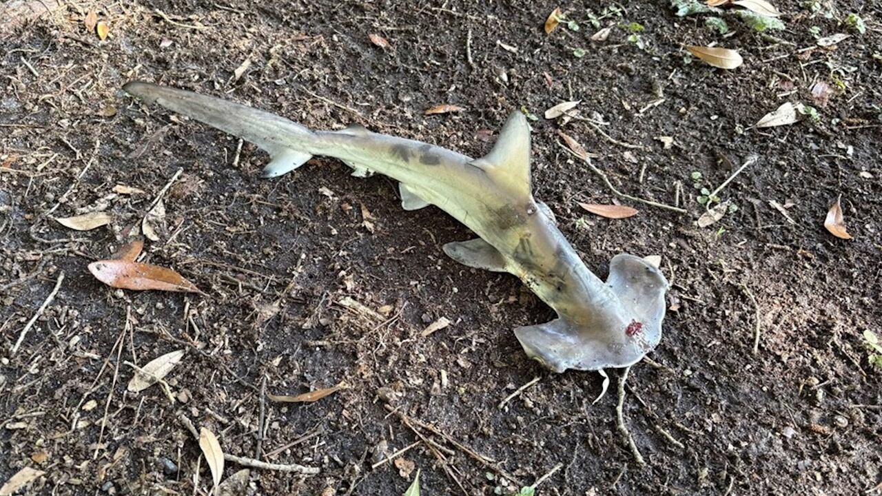The baby shark was dropped by an osprey that was being chased by a pair of crows.
