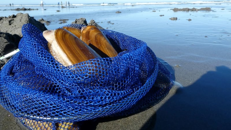 Dig In: Razor Clam digging dates released for Washington Beaches in November