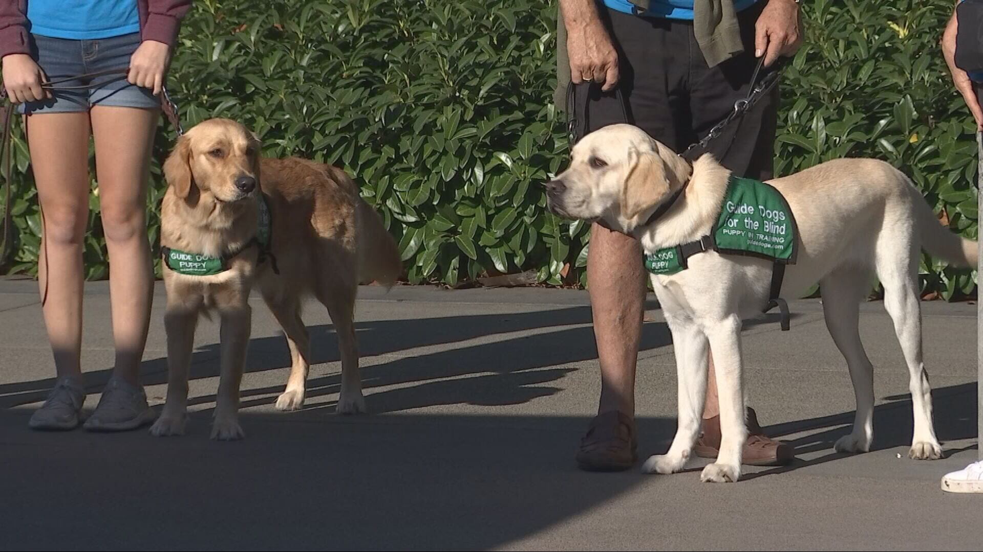 Guide-puppies training on King County Metro