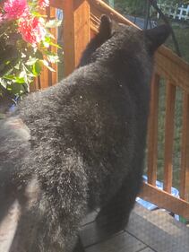 A bear spotted in a Kirkland resident's backyard.