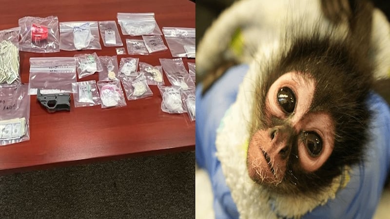 Spider monkey, rattlesnakes, $25K worth of meth found during drug bust