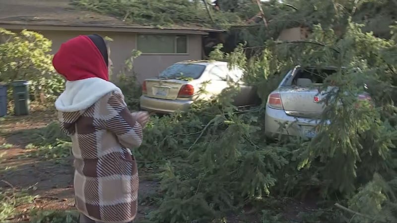 Homeowners urged to be cautious when hiring tree removal services for storm cleanup