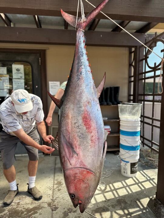 Bluefin Tuna washes up on Orcas Island