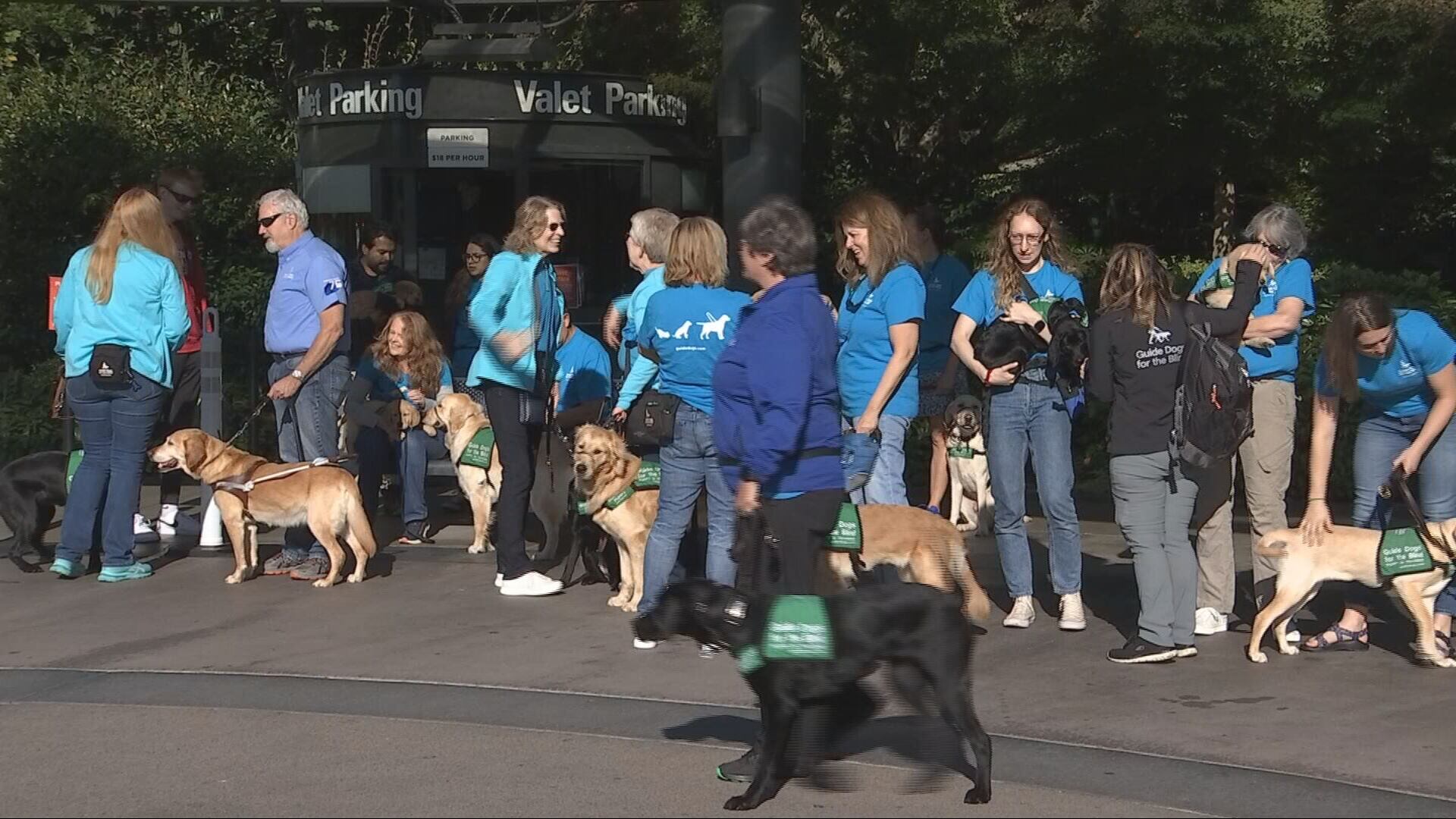 Guide-puppies training on King County Metro