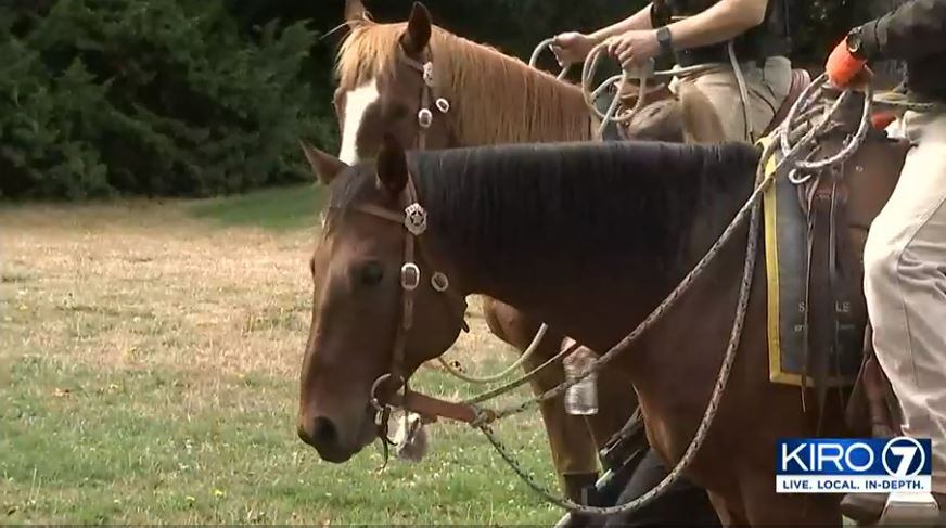 SPD gets two new police horses