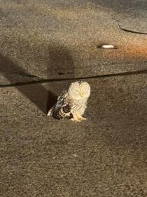 Lacey injured owl