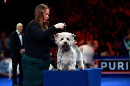 National Dog Show