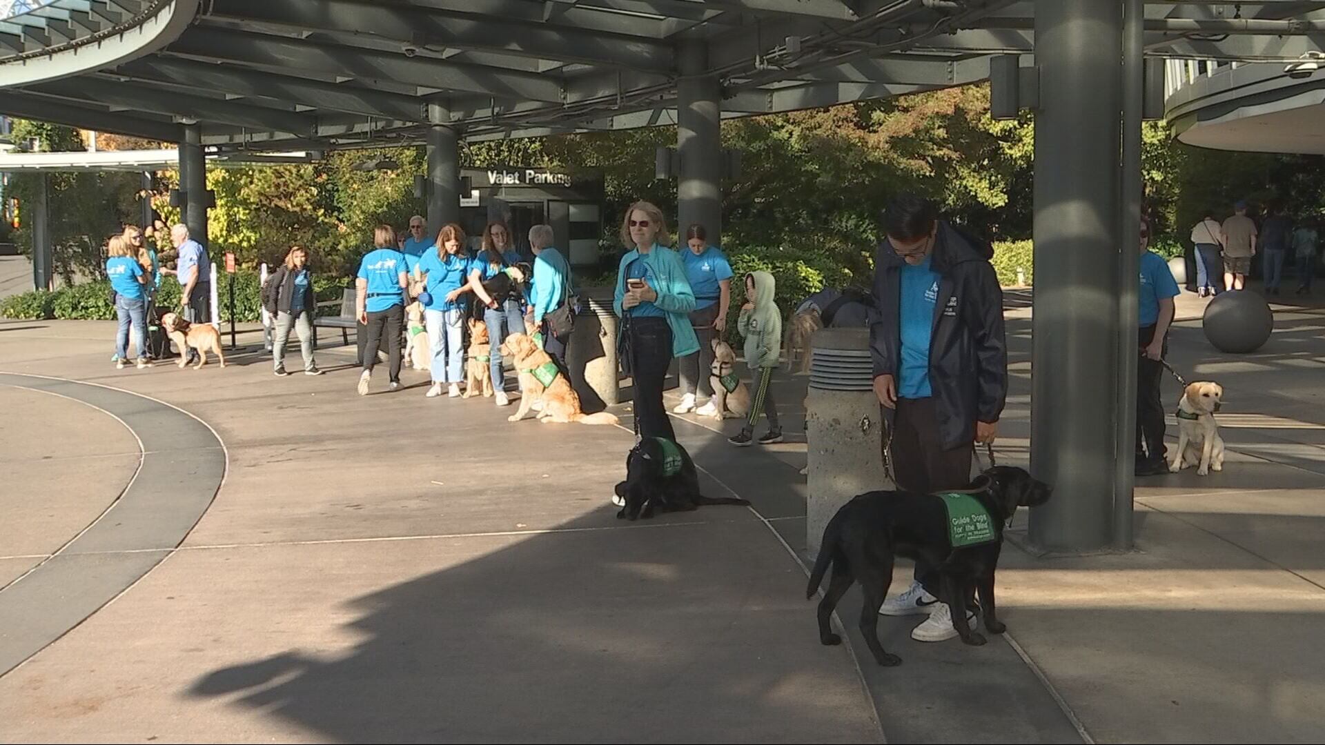 Guide-puppies training on King County Metro