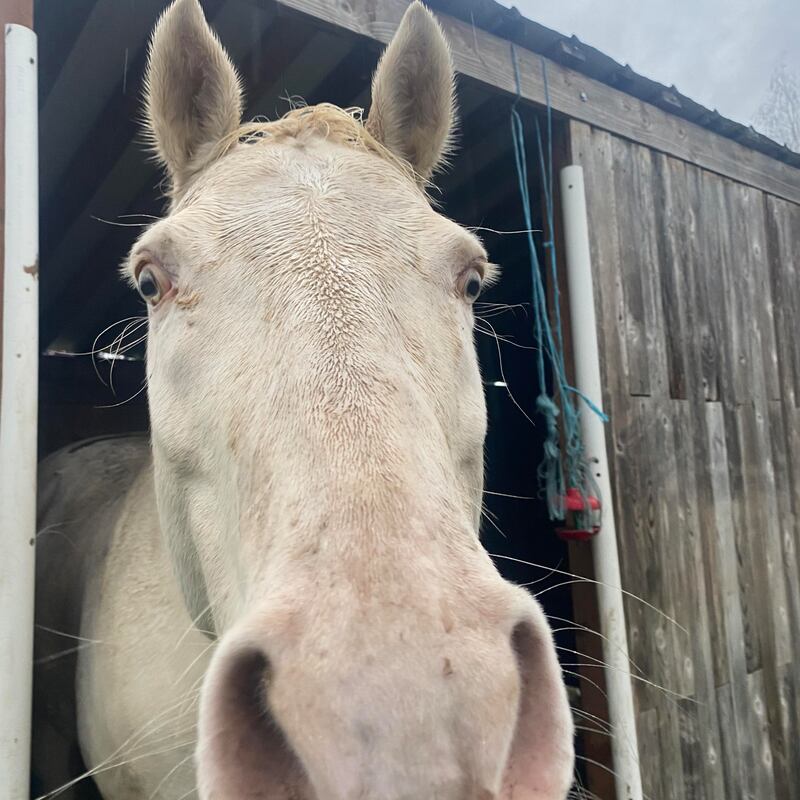 Beloved horse shot and killed in Tacoma