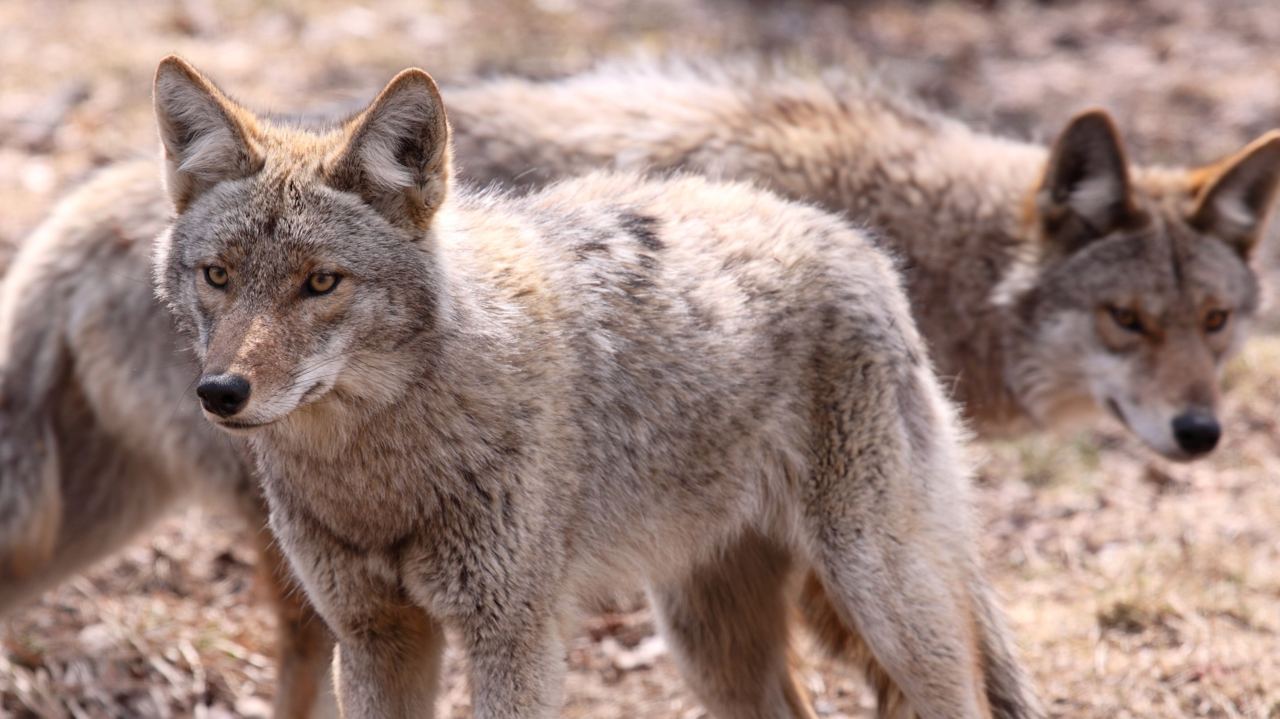 A woman in Los Angeles discovered that a coyote family had been living under her house.