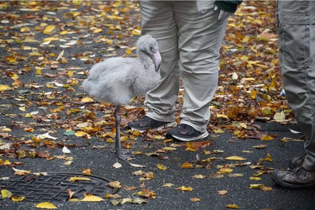 Flight Attendant Saves Rare Flamingo Eggs