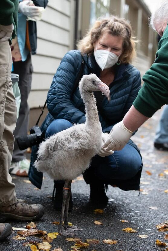 Flight Attendant Saves Rare Flamingo Eggs