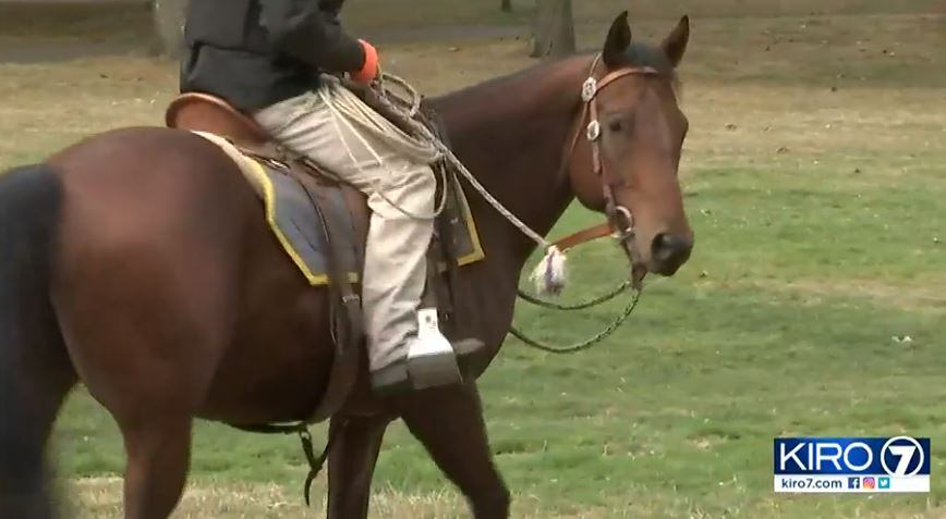 SPD gets two new police horses