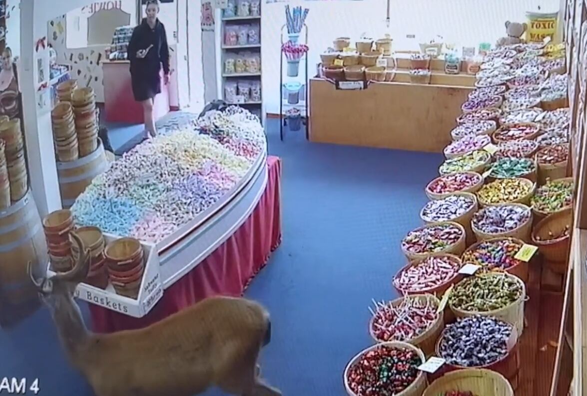 A deer inside an Ocean Shores candy store