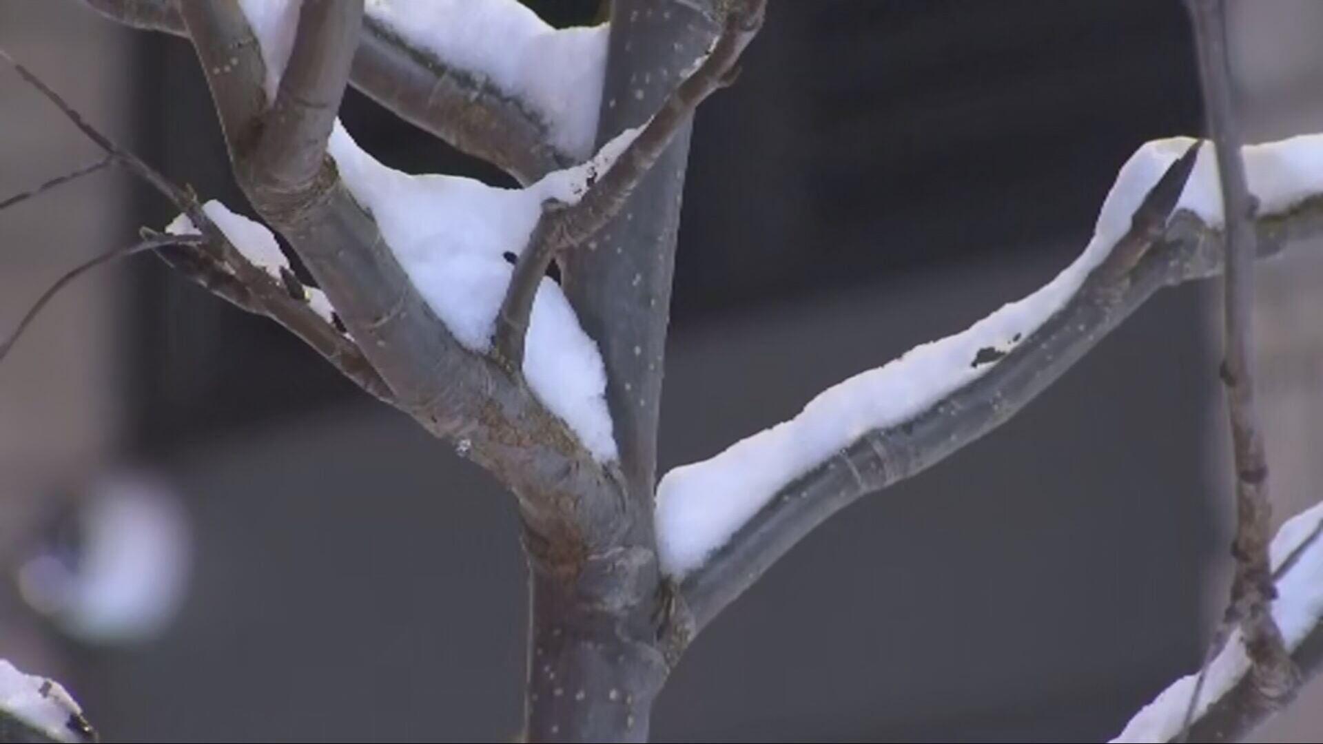 Snow in Bellingham on Thursday morning