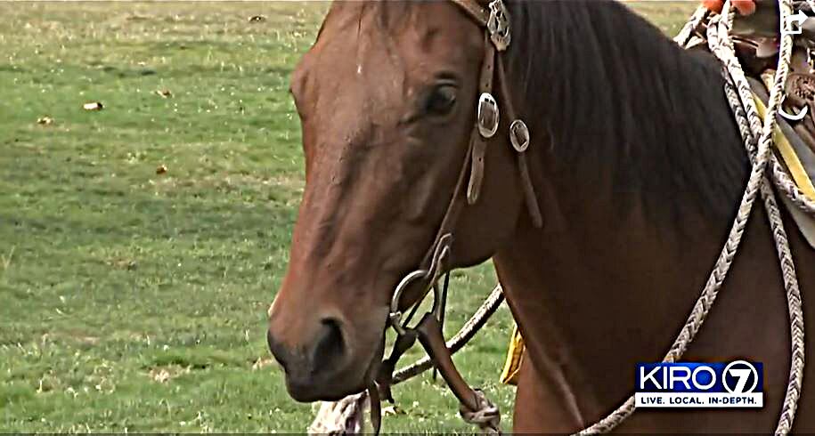 SPD gets two new police horses