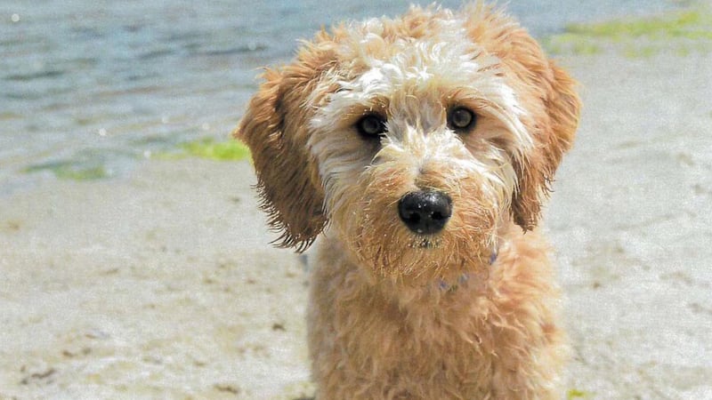 Court orders estranged couple to bid in private auction for custody of goldendoodle