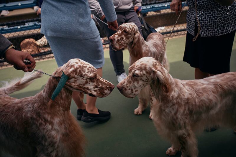 Westminster Kennel Club