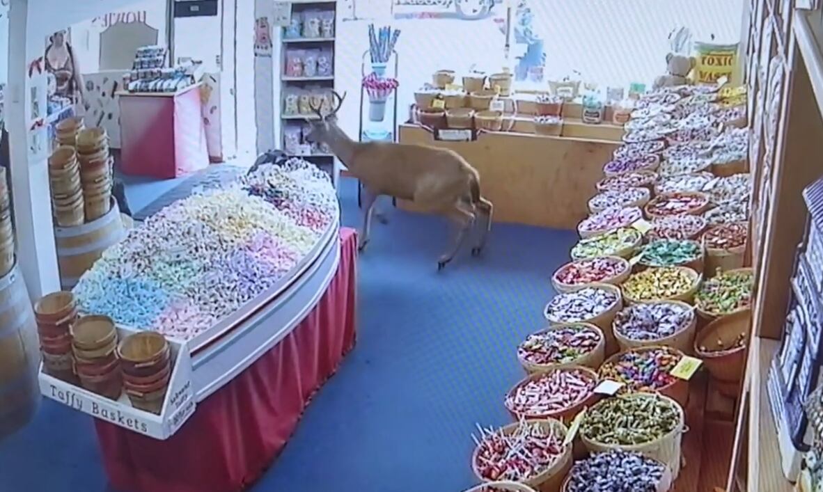 A deer inside an Ocean Shores candy store