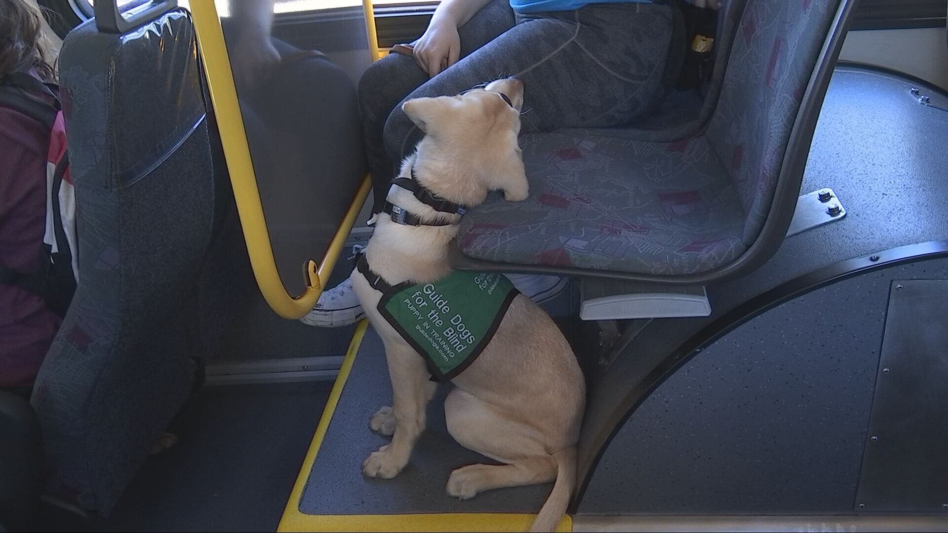 Guide-puppies training on King County Metro