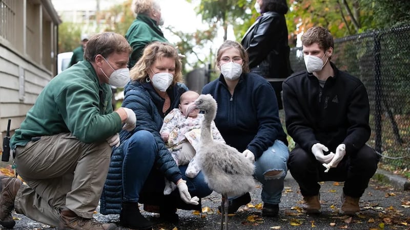 ‘We are hemorrhaging:’ Woodland Park Zoo workers prepare to strike
