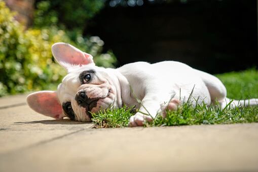 French bulldog