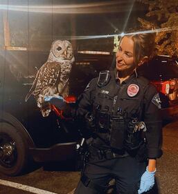 Lacey injured owl