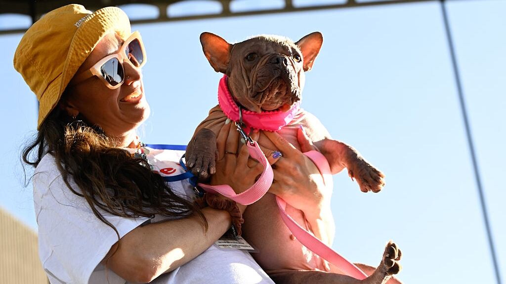 An English-French bulldog is being held by a woman.