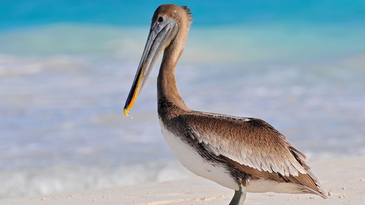 Brown pelican