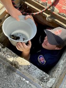 Gig Harbor duck rescue