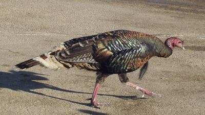 <p>Wild turkey</p>