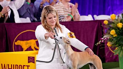 Bourbon the Whippet competes in Best in Show at the 145th annual Westminster Kennel Club Dog Show on June 13, 2021, in Tarrytown, New York.