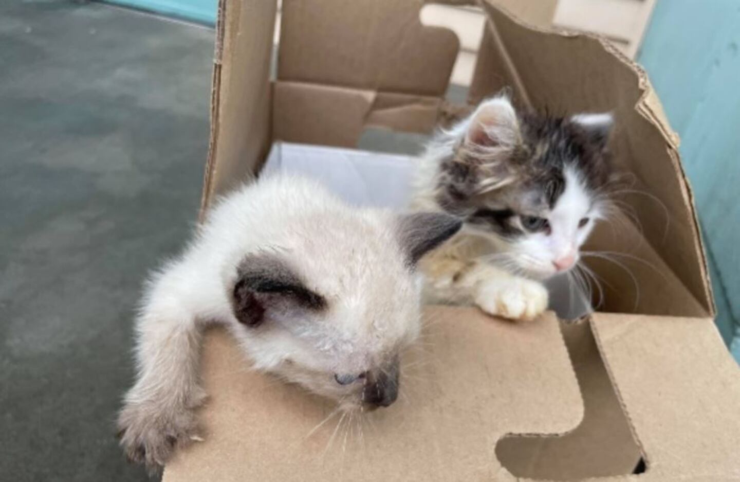 Kittens dumped outside Tacoma shelter