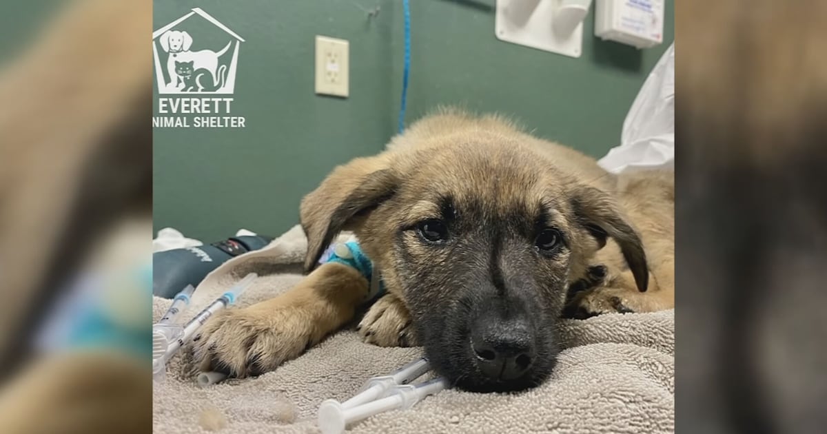 Everett Animal Shelter reports spike in parvo cases for dogs