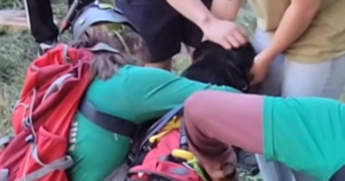 Dog rescued after fall from cliff in Shelton