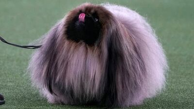 David Fitzpatrick with his Pekingese "Wasabi" are seen during the judging before winning Best in Show at the 145th Annual Westminster Kennel Club Dog Show on June 13, 2021, at the Lyndhurst Estate in Tarrytown, New York.