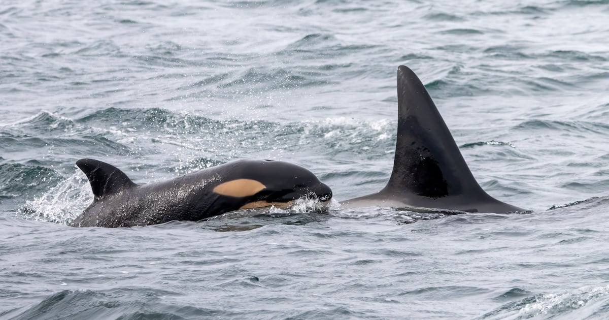New calf born to descendant of last orca captured in Washington waters – KIRO 7 News Seattle