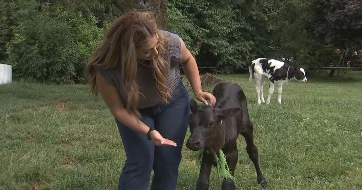 Around the Sound: Touring dairy farms with ‘Whatcom this Whey’