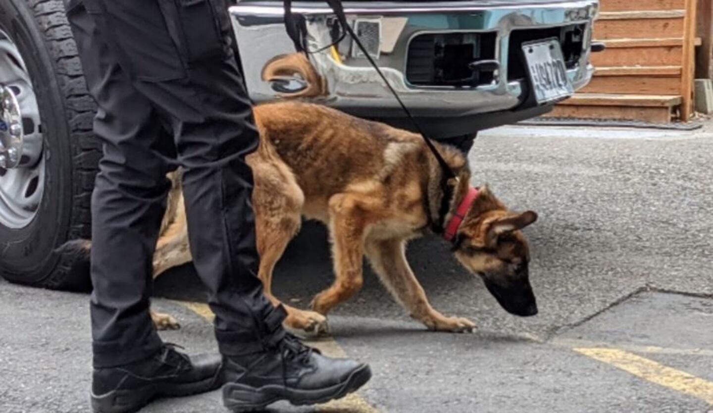 One of the malnourished dogs seized in an animal cruelty case.