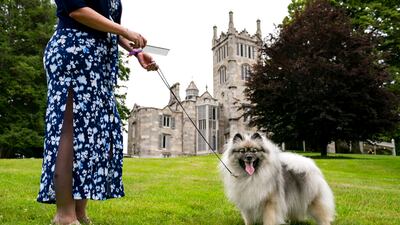 Princess Aurora, a kesan, stands beside her Best of Opposite Sex ribbon near the Lyndhurst Mansion after competing in her breed group at the 145th Annual Westminster Kennel Club Dog Show, Saturday, June 12, 2021, in Tarrytown, N.Y. (AP Photo/John Minchillo)