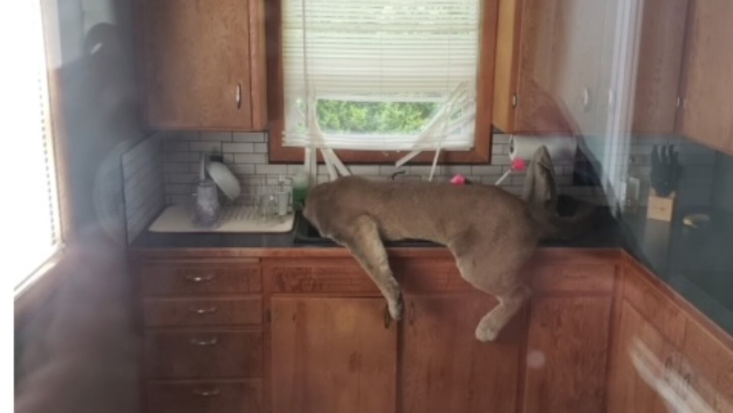 Cougar tranquilized in Ephrata