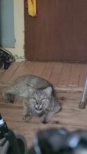 The man was able to trap the animal in a bathroom, but was injured while doing so.